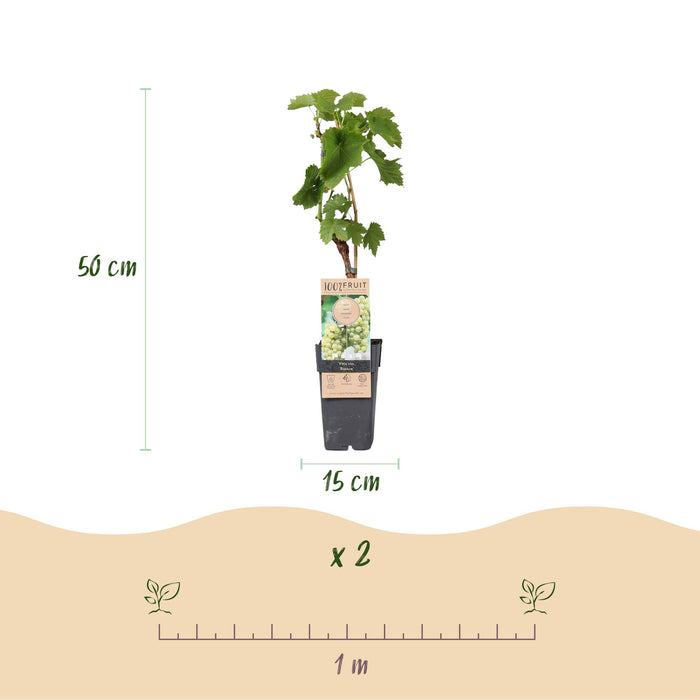 Fruitplant - Witte Druif - Vitis vinifera Bianca - 2 planten - Pot 15cm Hoogte 50cm