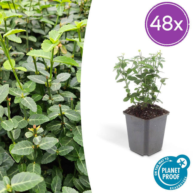 Euonymus fortunei radicans - Cappello del cardinale - ↕10-25cm - Ø9cm - 48x