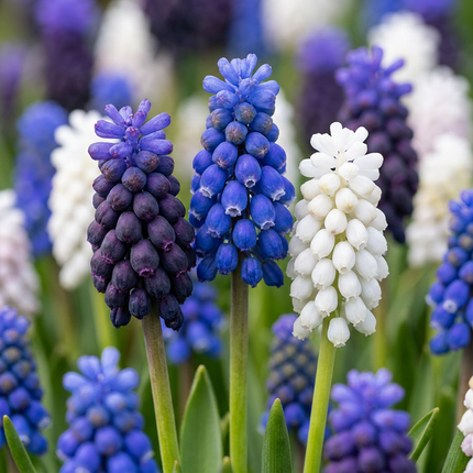 200x Muscari Magic mix - Bloembollen - Druifhyacint - Diversen - Verwilderingsbol - Bolmaat 7/8