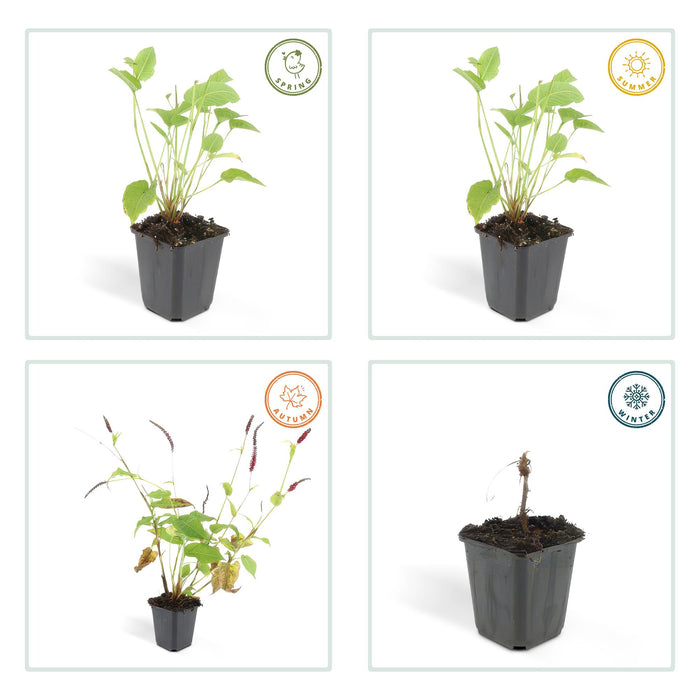 Persicaria amplexicaulis - Duizendknoop - ↕10-25cm - Ø9cm - 6x