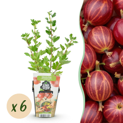 Ribes uva-crispa Hinnonmaki Rod - Resistente - 6 Piante - Vaso da 9 cm - Ribes rosso
