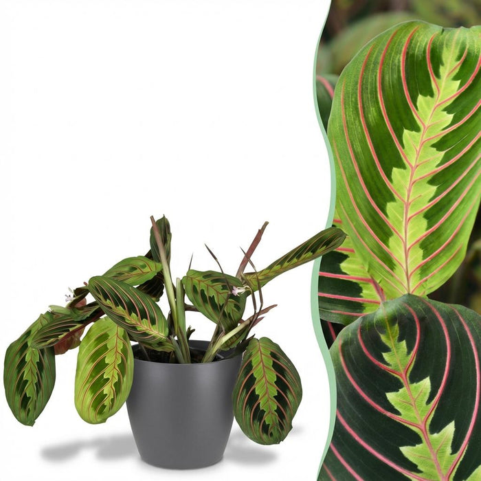 Maranta Fascinator Tricolour - Gebedsplant - met grijze plantenpot - ↕25cm - Ø12cm