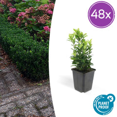 Collection image for: Euonymus Japonicus (Buchsbaumersatz)