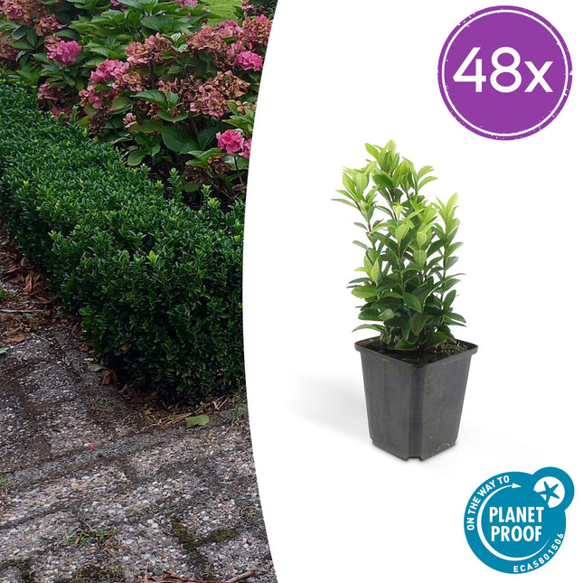Euonymus japonicus Green Spire - Fusello giapponese - ↕10-25cm - Ø9cm - 48x