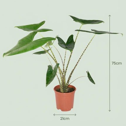 Alocasia Zebrina - Elephant Ear - with Basket - ↕70-75cm - Ø21cm
