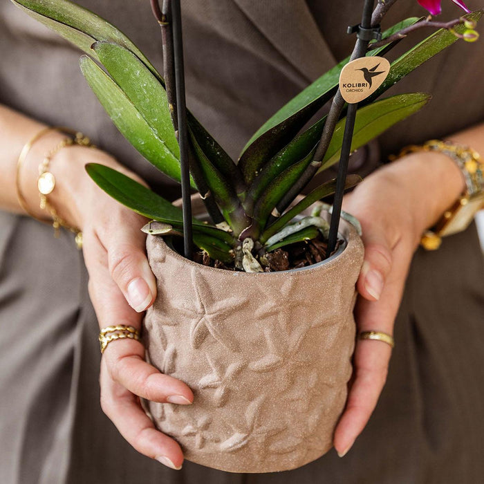 Set van Oranje orchidee Bolzano en succulenten in keramieken sierpotten - potmaat Ø9cm & Ø6cm | bloeiende kamerplant