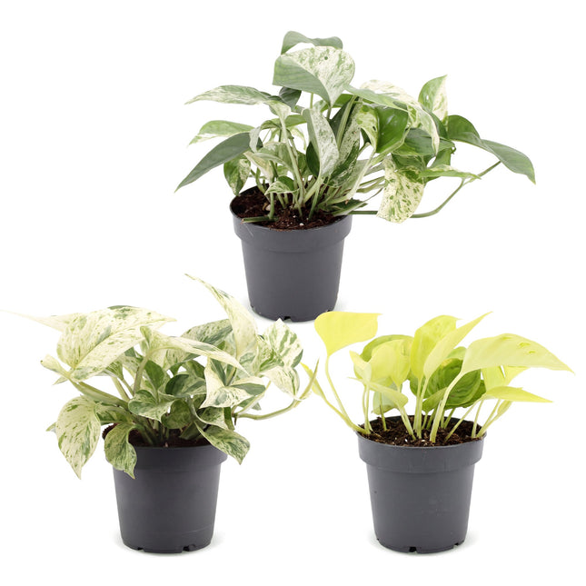 Epipremnum Tricolour 3x - Gul - Grön - Kräm - Tropisk - Ø6cm - ↕20-25cm