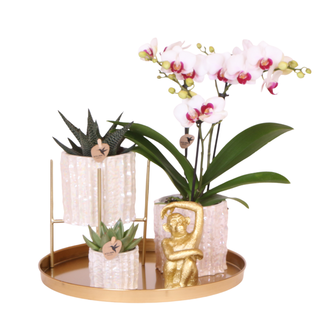 Kolibri Orchids | Gift Set Oyster - Witte Phalaenopsis Orchidee Mineral Gibraltar & Succulenten