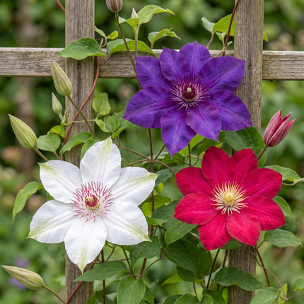 Clematis Tricolour - Driekleurige bosrank 9x - Paars - Roze - Wit - Klimplant - Ø9cm - ↕35cm