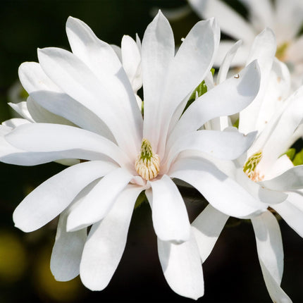 Magnolia stellata - White Flower - ↕90cm - Ø19cm