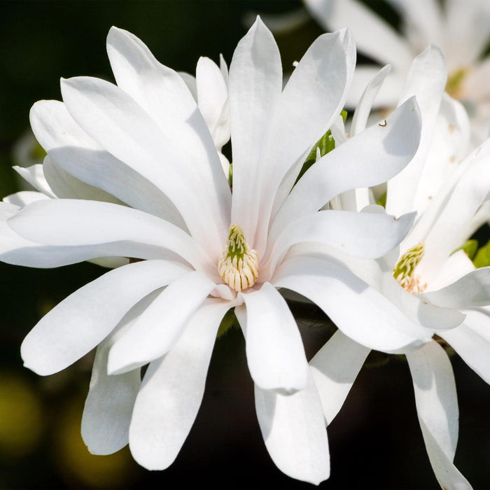 Magnolia stellata -Terras Plant - Bladverliezend - Winterhard - Witte Bloem - Pot 19cm Hoogte 90cm