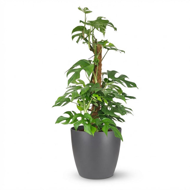 Monstera Minima Moss Pole - Roślina serowa szwajcarska - w szarej doniczce - ↕90cm - Ø19cm