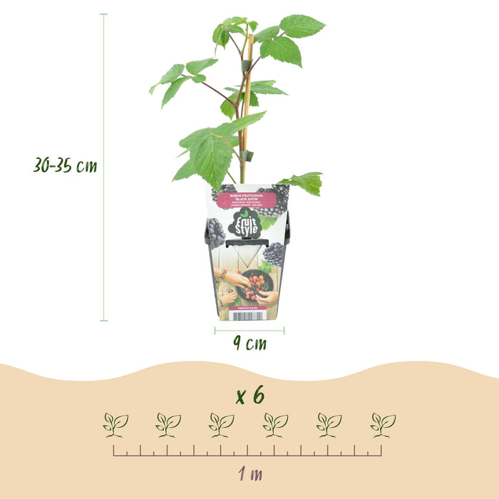 Torneløse brombær - Rubus Sort Satin - Ø9cm - 6x