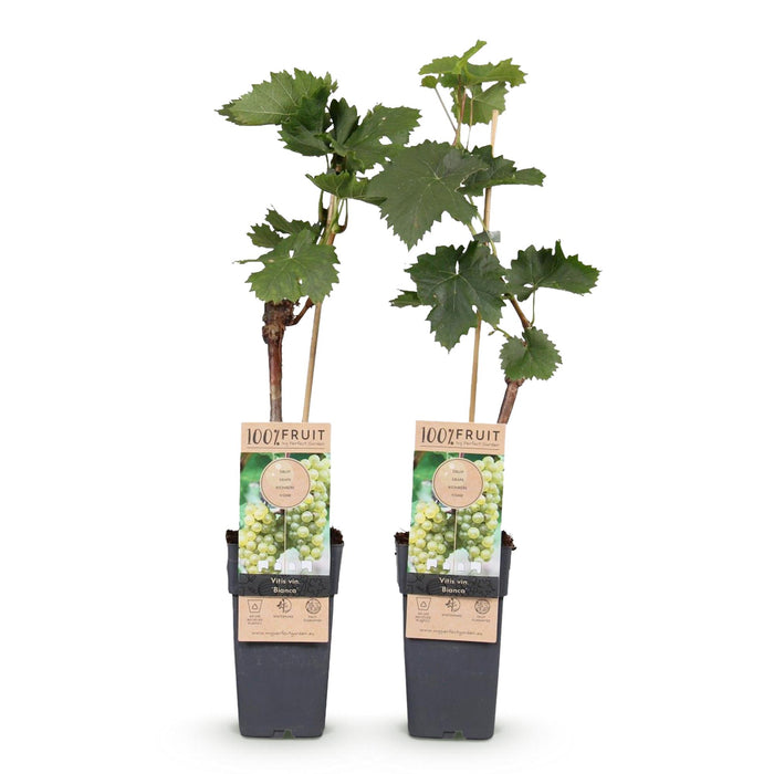 Fruitplant - Witte Druif - Vitis vinifera Bianca - 2 planten - Pot 15cm Hoogte 50cm