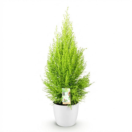 Cupressus Gold Crest Wilma - Kamer conifeer - met witte plantenpot - ↕85-95cm - Ø21cm
