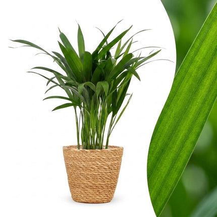 Areca Lutescens - Goudpalm - met Mand - Pot 12cm - Hoogte - 45cm