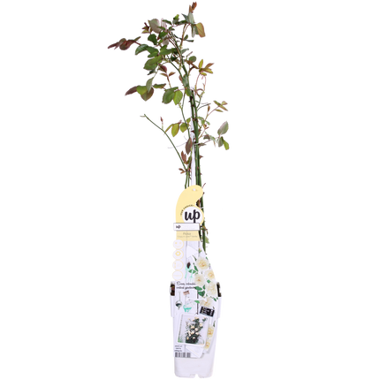 Rosa Crazy in love 'Vanilla' - Cremefarbenes Rosa - ↕65cm - Ø15cm