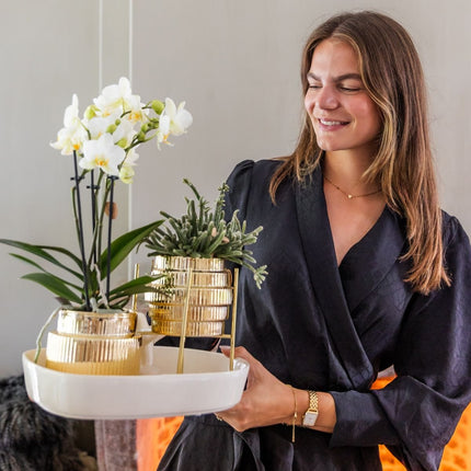 Kolibri Orchids | Gift Set Allure Shiny Goud - Witte Phalaenopsis Orchidee Mineral Amabilis & Succulenten