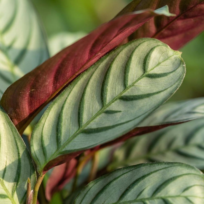 Ctenanthe Amagris - ↕25-35cm - Ø14cm  - 2x