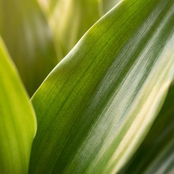 Dracaena Janet Craig - Drakenbloedboom - ↕90-100cm - Ø21cm