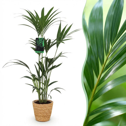 Howea Forsteriana - Palma Kentia - con cestino - ↕120-130cm - Ø21cm