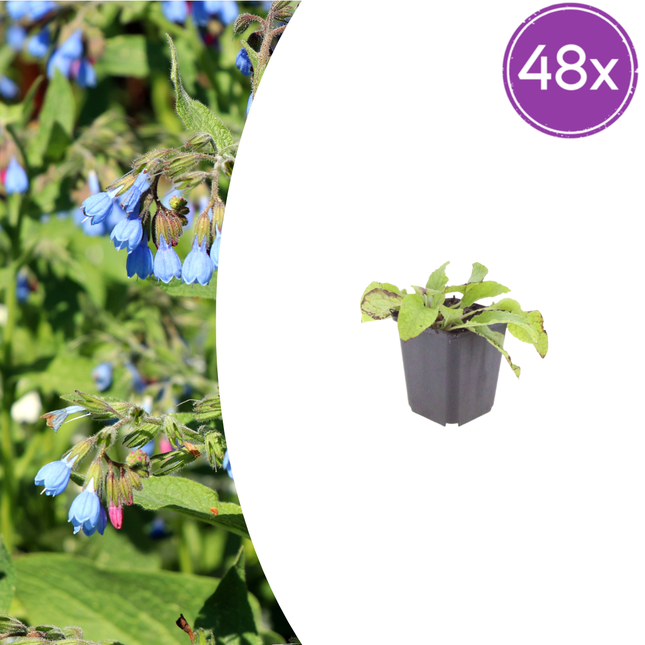 Symphytum grandiflorum 'Wisley Blue' - Consuelda - ↕10-25cm - Ø9cm - 48x