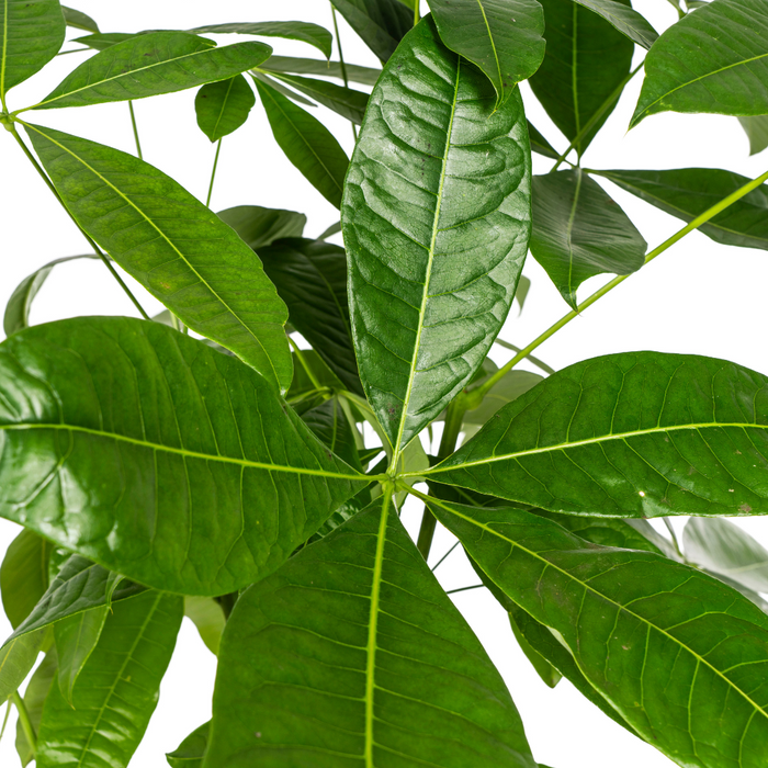Pachira Aquatica - Geldboom - ↕120-140cm - Ø24cm