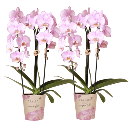Kolibri Orchids | Combi Deal - 2 Roze Phalaenopsis Orchideeën Niagara Fall Xanion - Ø12 cm
