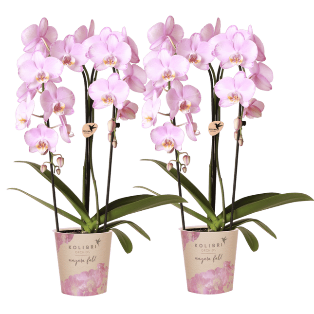 Kolibri Orchids | Combi Deal - 2 Roze Phalaenopsis Orchideeën Niagara Fall Xanion - Ø12 cm