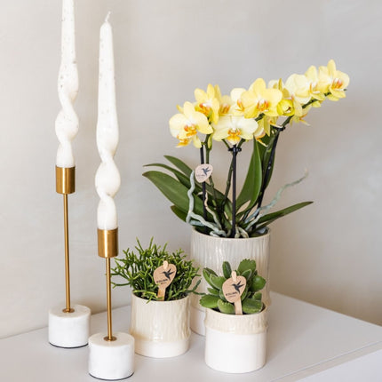 Kolibri Orchids | Combi Deal - 2 Gele Phalaenopsis Orchideeën Blossom Albenga - Ø9 cm
