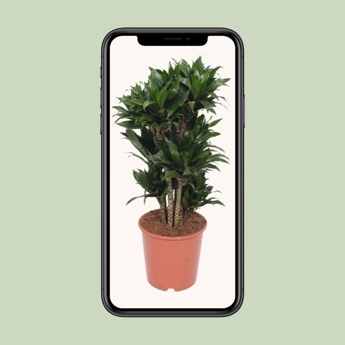 Dracaena Compacta - Drakenplant - ↕80cm - Ø24cm