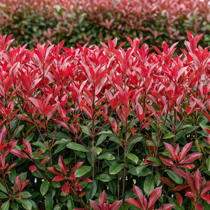Photinia fraseri Carre Rouge - green red - 1 linear meter - ↕55cm - Ø17cm - 6x