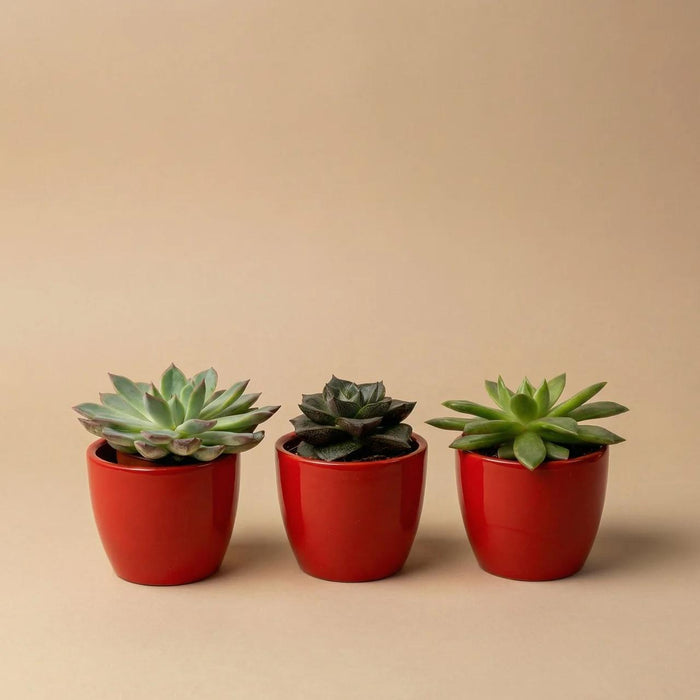 Vetplanten set van 3 met rode mini pot - ↕8–12cm - Ø6cm