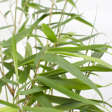 Fargesia robusta 'Pingwu' - Bamboe - ↕40cm - Ø14cm