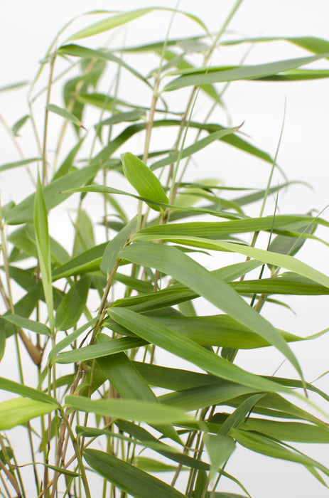 Fargesia robusta 'Pingwu' - Bamboe - ↕40cm - Ø14cm