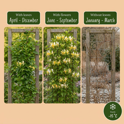 Lonicera jap. 'Halliana' - Japanse kamperfoelie 6x - Wit - Geel - Klimplant - Ø9cm - ↕35cm