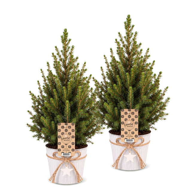 2x Picea glauca Conica - Kegelspar - Groen - Wit - Kerstboom - incl. zinken pot - Ø17cm - ↕65cm