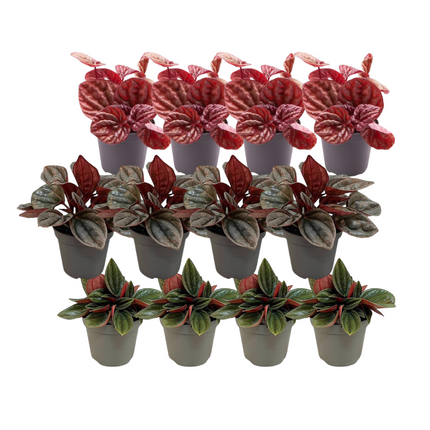 Peperomia Mix A - 12x