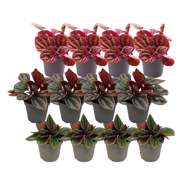 Mezcla de Peperomia A - 12x