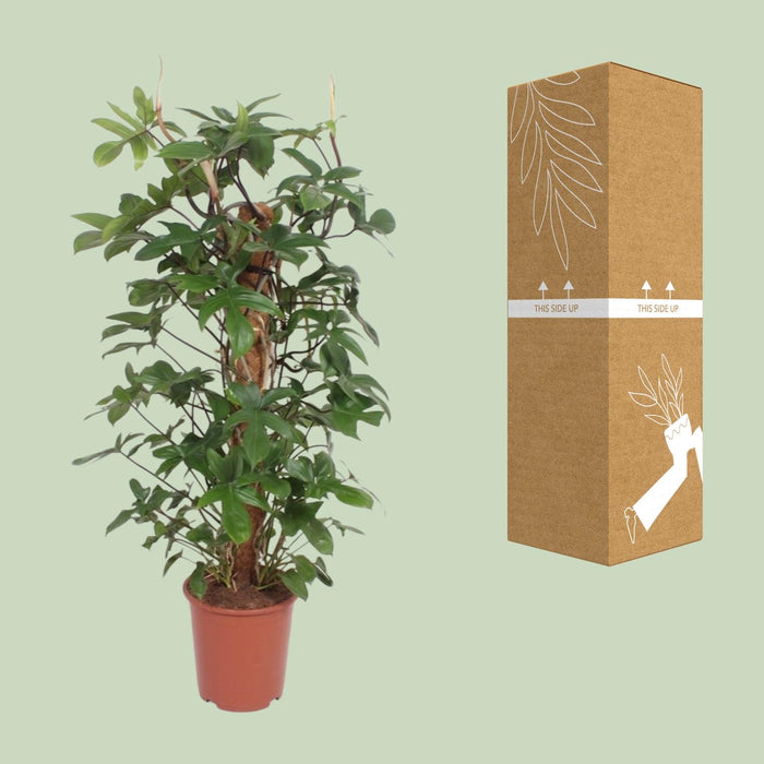 Philodendron Pedatum - ↕130cm - Ø27cm