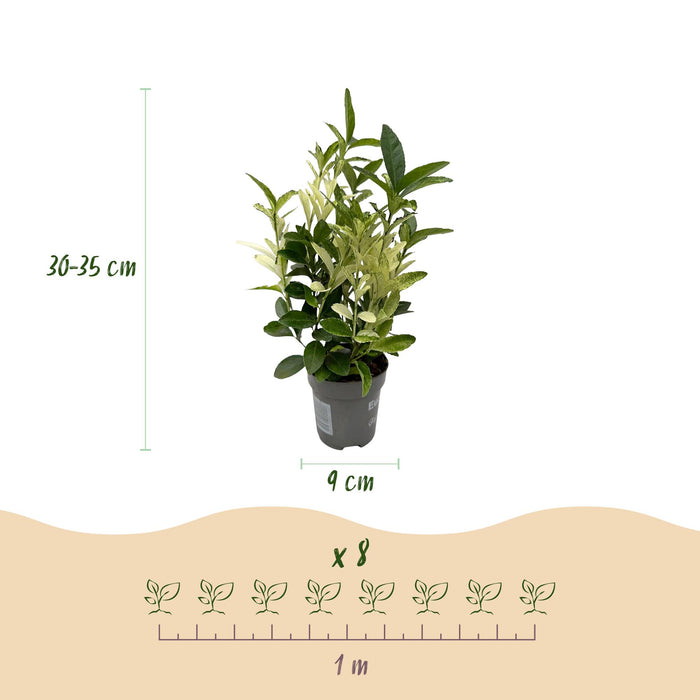 Euonymus japonica Paloma Blanca - 1 Metro Lineare - ↕30-35cm - Ø9cm - 8x