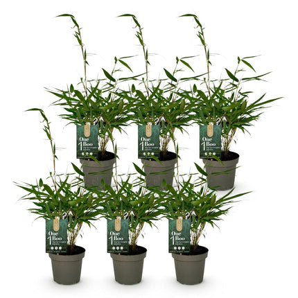 Bamboe - Fargesia robusta Pingwu - Niet Woekerend - Groen - ↕35cm - Ø14cm - 6x