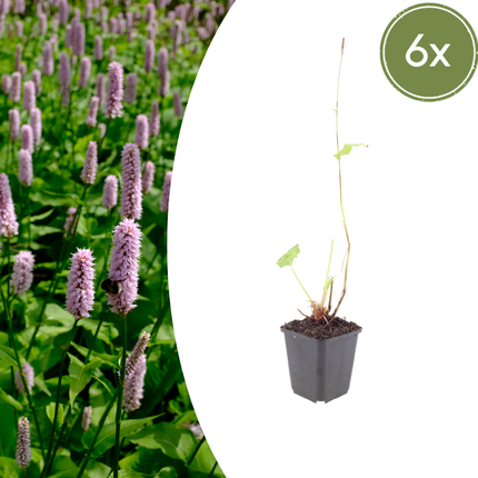 Persicaria affinis 'Superba' - Duizendknoop - ↕10-25cm - Ø9cm - 6x