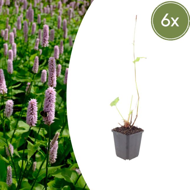 Persicaria affinis 'Superba' - Duizendknoop - ↕10-25cm - Ø9cm - 6x