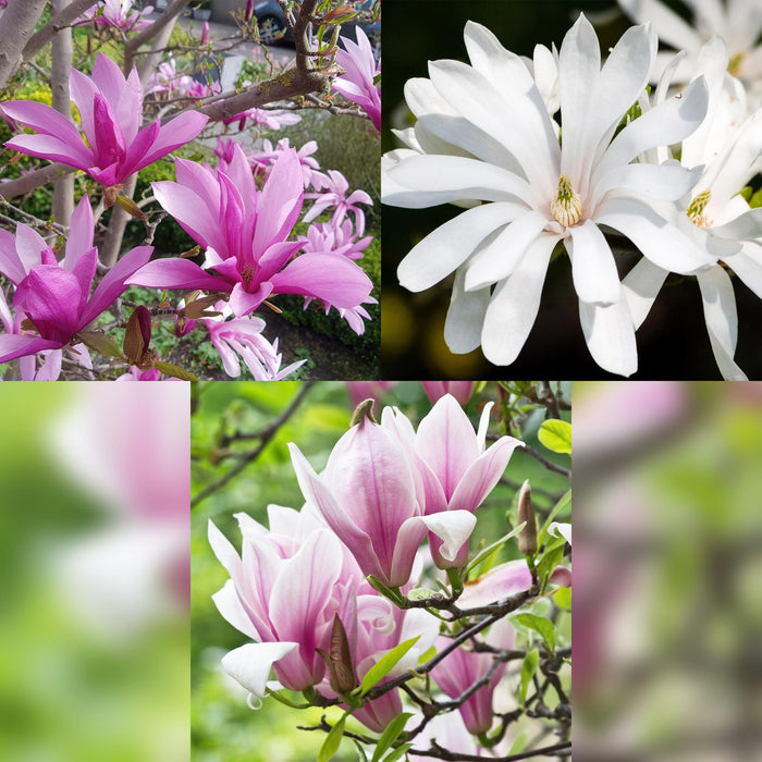 Magnolia Tricolour - Bloem Wit-Roze-Paars - 3 Planten - Bladverliezend - Weinig Onderhoud - Pot 12cm Hoogte 30cm