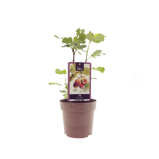 Ficus Brown Turkey - Vijgenboom - ↕40cm - Ø15cm