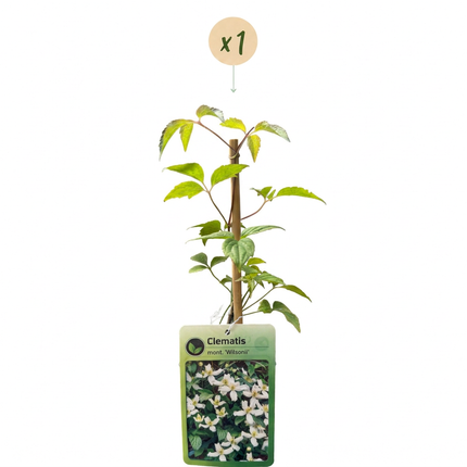 Clematis mont. 'Wilsonii' - Bergclematis - Wit - Klimplant - Ø9cm - ↕35cm