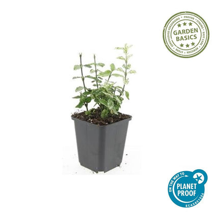Euonymus fortunei 'Arlecchino' - Cappello da cardinale - ↕10-25cm - Ø9cm - 24x
