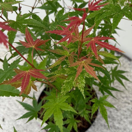 Japansk ahorn - Acer palmatum Phoenix - Lyserød - ↕70cm - Ø19cm - 2x