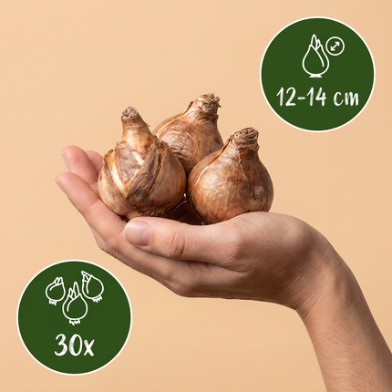 30x Narcissus Carlton - Bloembollen - Gele narcis - Geel - Voorjaarsbloeier - Bolmaat 12/14